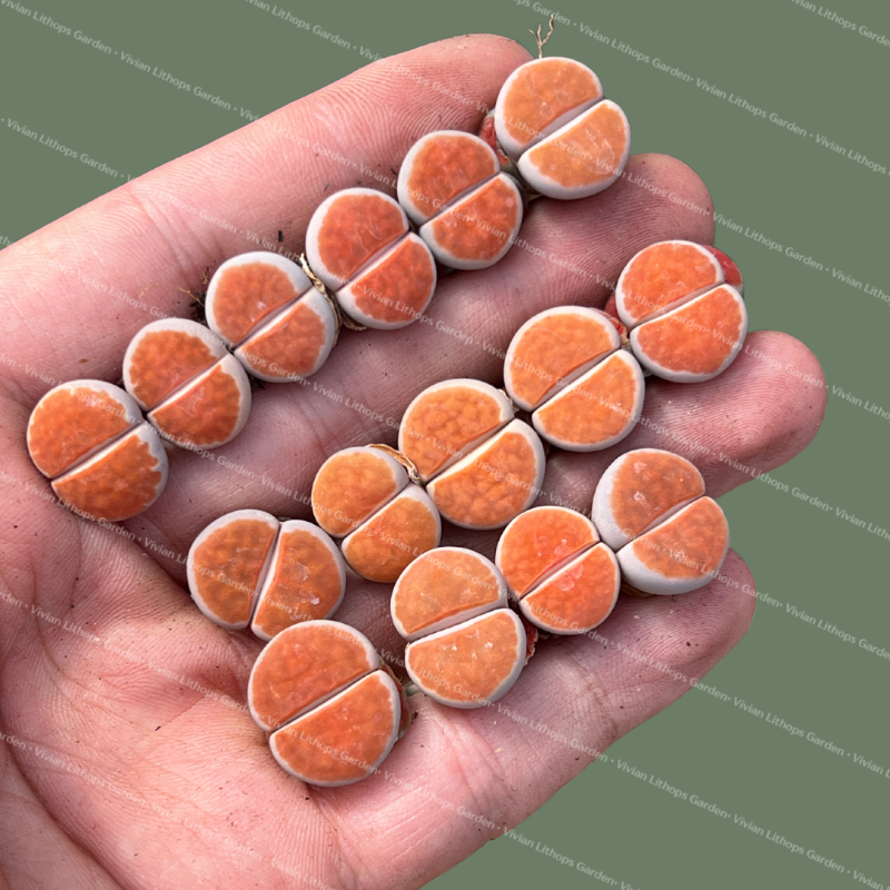 Lithops karasmontana v. aiaisensis ' Orange Ice ' | Discover Rare